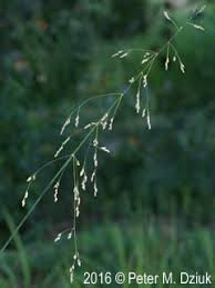 Attēlu rezultāti vaicājumam “Milium effusum flower”