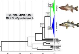 Image result for Centropomus parallelus