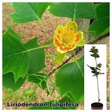 Attēlu rezultāti vaicājumam “Liriodendron tulipifera”