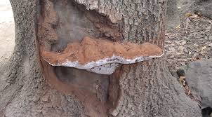 Attēlu rezultāti vaicājumam “Ganoderma applanatum”