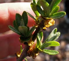 Attēlu rezultāti vaicājumam “Hippophae rhamnoides female flower”
