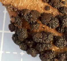 Attēlu rezultāti vaicājumam “Licea pygmaea spores”