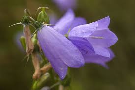 Image result for Glockenblumen