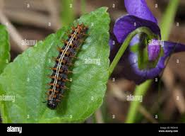 Attēlu rezultāti vaicājumam “Argynnis paphia larva”