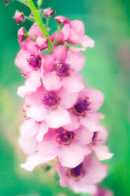 Image result for Verbascum blattaria
