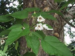 Attēlu rezultāti vaicājumam “Catalpa”