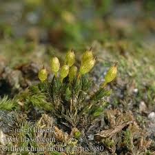 Attēlu rezultāti vaicājumam “Orthotrichum anomalum”