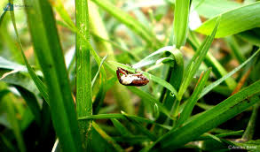 Attēlu rezultāti vaicājumam “Apion sp.”