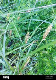 Attēlu rezultāti vaicājumam “Carex hirta male flower”