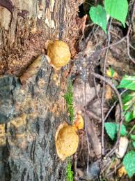 Attēlu rezultāti vaicājumam “Fuligo luteonitens”