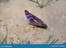 Attēlu rezultāti vaicājumam “Lycaena hippothoe male”
