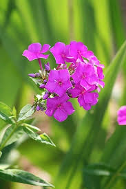 Attēlu rezultāti vaicājumam “Phlox paniculata”
