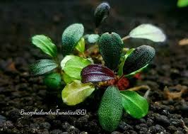 Risultati immagini per bucephalandra pinoh red stem