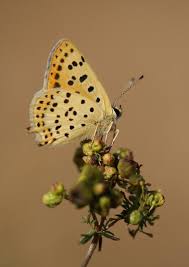 Attēlu rezultāti vaicājumam “Lycaena tityrus female”