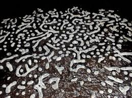 Attēlu rezultāti vaicājumam “Physarum straminipes”