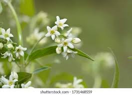 Attēlu rezultāti vaicājumam “Vincetoxicum hirundinaria”