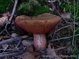 Attēlu rezultāti vaicājumam “Sutorius luridiformis”