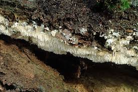 Attēlu rezultāti vaicājumam “Dentipellis fragilis”