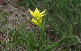 Attēlu rezultāti vaicājumam “Gagea pratensis”