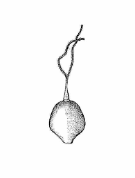 Attēlu rezultāti vaicājumam “Carex spicata”