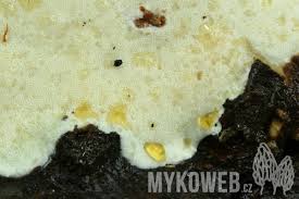 Attēlu rezultāti vaicājumam “Perenniporia subacida”