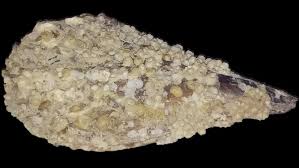 Attēlu rezultāti vaicājumam “Aloina rigida”