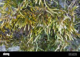 Attēlu rezultāti vaicājumam “Sciuro-hypnum curtum sporophyte”