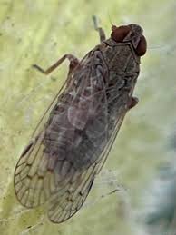 Attēlu rezultāti vaicājumam “Cixiidae”