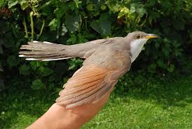 Image result for Coccyzus americanus