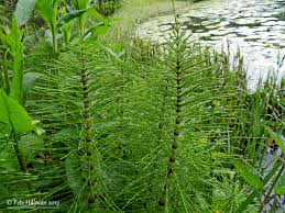 Attēlu rezultāti vaicājumam “Equisetum telmateia”
