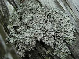 Attēlu rezultāti vaicājumam “Hertelidea botryosa”