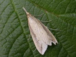 Attēlu rezultāti vaicājumam “Donacaula mucronella”