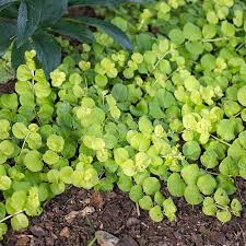 Attēlu rezultāti vaicājumam “Lysimachia nummularia”