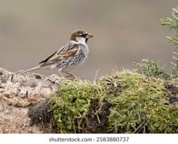 Image result for Passer hispaniolensis