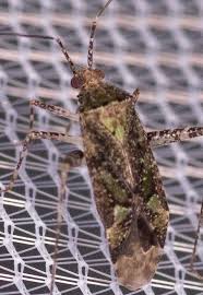 Attēlu rezultāti vaicājumam “Phytocoris longipennis”