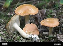 Attēlu rezultāti vaicājumam “Hydnum rufescens”