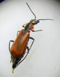 Attēlu rezultāti vaicājumam “Anthocomus rufus”