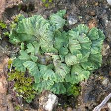 Attēlu rezultāti vaicājumam “Riccia rhenana”