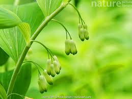 Attēlu rezultāti vaicājumam “Polygonatum multiflorum  flower”