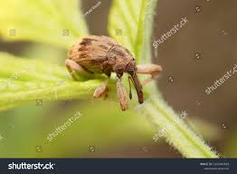 Attēlu rezultāti vaicājumam “Curculio venosus”