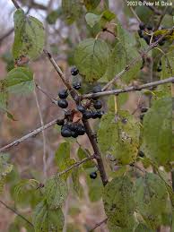 Attēlu rezultāti vaicājumam “Rhamnus cathartica fruit”