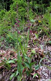 Attēlu rezultāti vaicājumam “Epipactis atrorubens flower”