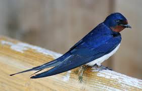 Attēlu rezultāti vaicājumam “Hirundo rustica adult”
