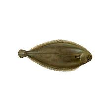 Image result for Solea solea