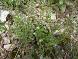 Attēlu rezultāti vaicājumam “Arenaria serpyllifolia”
