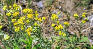 Attēlu rezultāti vaicājumam “Helichrysum arenarium”