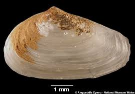 Attēlu rezultāti vaicājumam “Mya arenaria”