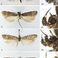 Attēlu rezultāti vaicājumam “Gelechia jakovlevi”