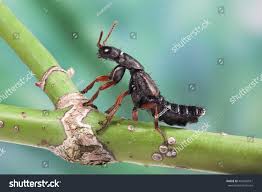 Attēlu rezultāti vaicājumam “Staphylinus erythropterus”