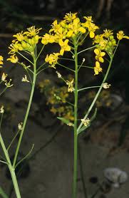 Attēlu rezultāti vaicājumam “Rorippa amphibia leaf”
